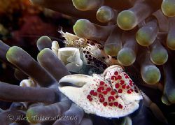 Porcelain crab... e900 by Alex Tattersall 